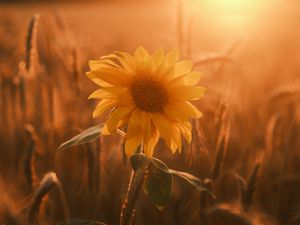 Preview wallpaper sunflower, flower, petals, leaves, sunset