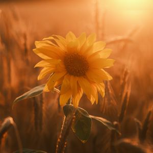 Preview wallpaper sunflower, flower, petals, leaves, sunset