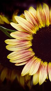 Preview wallpaper sunflower, flower, petals, macro, dark