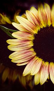 Preview wallpaper sunflower, flower, petals, macro, dark