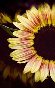 Preview wallpaper sunflower, flower, petals, macro, dark