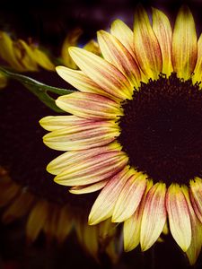 Preview wallpaper sunflower, flower, petals, macro, dark