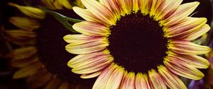 Preview wallpaper sunflower, flower, petals, macro, dark