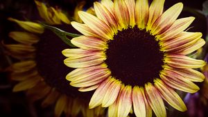 Preview wallpaper sunflower, flower, petals, macro, dark