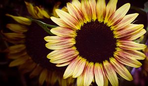 Preview wallpaper sunflower, flower, petals, macro, dark