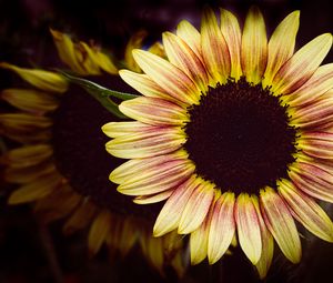 Preview wallpaper sunflower, flower, petals, macro, dark