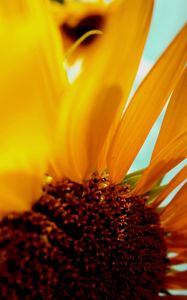 Preview wallpaper sunflower, flower, petals, plant