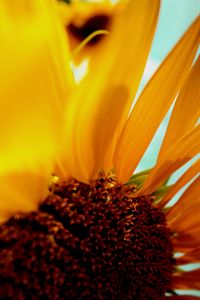 Preview wallpaper sunflower, flower, petals, plant