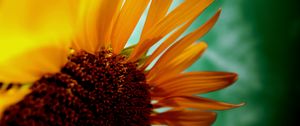 Preview wallpaper sunflower, flower, petals, plant