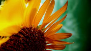 Preview wallpaper sunflower, flower, petals, plant