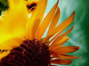 Preview wallpaper sunflower, flower, petals, plant