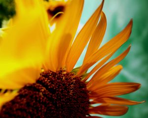 Preview wallpaper sunflower, flower, petals, plant