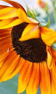 Preview wallpaper sunflower, flower, petals, macro, blur