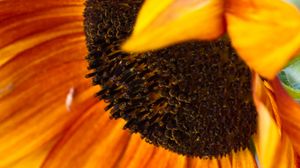 Preview wallpaper sunflower, flower, petals, macro, blur