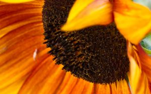 Preview wallpaper sunflower, flower, petals, macro, blur