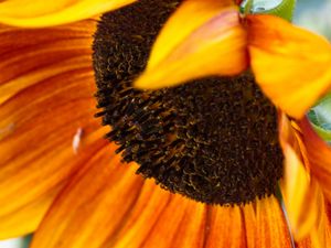 Preview wallpaper sunflower, flower, petals, macro, blur