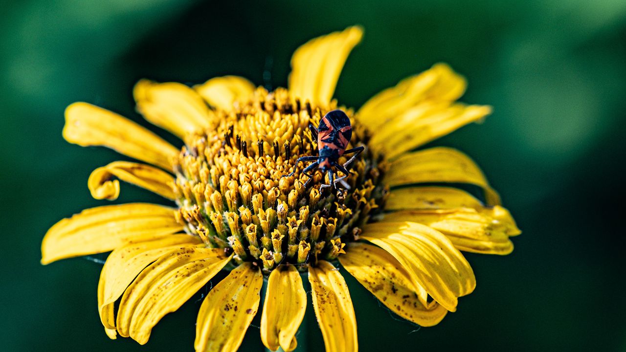 Wallpaper sunflower, flower, petals, yellow, insect, macro