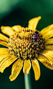 Preview wallpaper sunflower, flower, petals, yellow, insect, macro