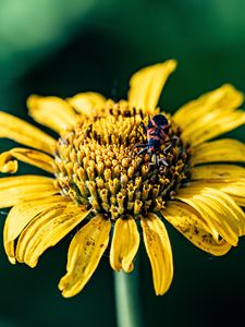 Preview wallpaper sunflower, flower, petals, yellow, insect, macro