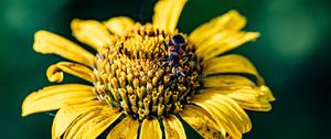 Preview wallpaper sunflower, flower, petals, yellow, insect, macro