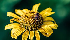 Preview wallpaper sunflower, flower, petals, yellow, insect, macro