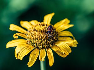 Preview wallpaper sunflower, flower, petals, yellow, insect, macro