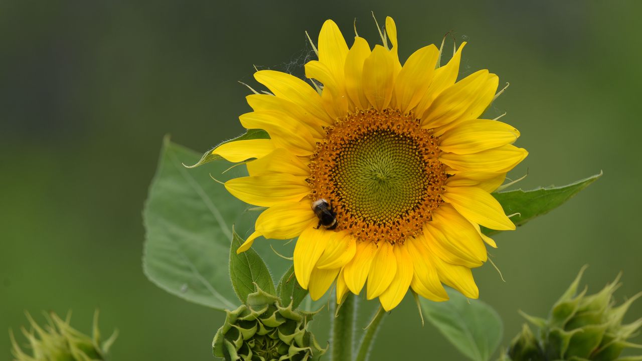 Wallpaper sunflower, flower, petals, bumblebee, macro