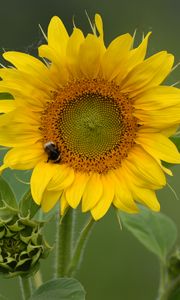 Preview wallpaper sunflower, flower, petals, bumblebee, macro