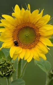 Preview wallpaper sunflower, flower, petals, bumblebee, macro