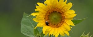 Preview wallpaper sunflower, flower, petals, bumblebee, macro