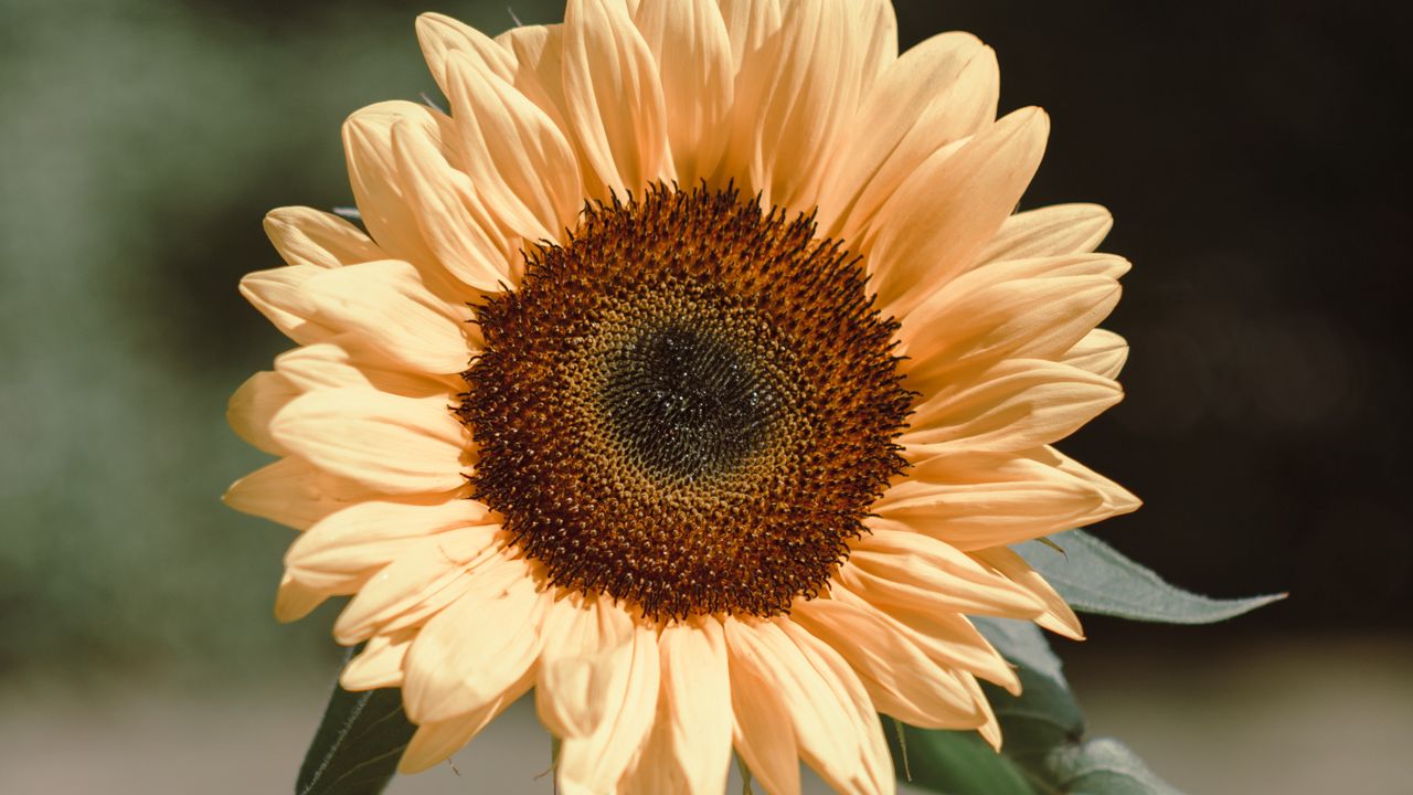 Wallpaper sunflower, flower, plant, bloom, yellow
