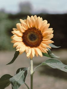 Preview wallpaper sunflower, flower, plant, bloom, yellow