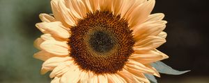 Preview wallpaper sunflower, flower, plant, bloom, yellow