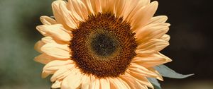 Preview wallpaper sunflower, flower, plant, bloom, yellow