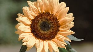 Preview wallpaper sunflower, flower, plant, bloom, yellow