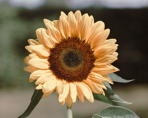 Preview wallpaper sunflower, flower, plant, bloom, yellow