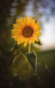 Preview wallpaper sunflower, flower, plant, yellow