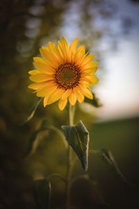 Preview wallpaper sunflower, flower, plant, yellow