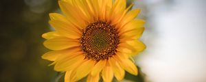 Preview wallpaper sunflower, flower, plant, yellow