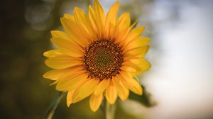 Preview wallpaper sunflower, flower, plant, yellow