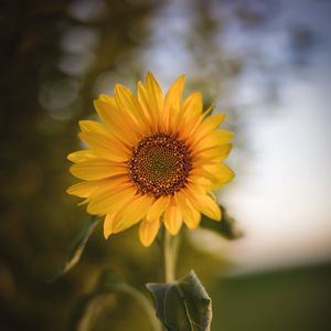 Preview wallpaper sunflower, flower, plant, yellow
