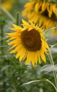 Preview wallpaper sunflower, flower, plant, yellow, macro