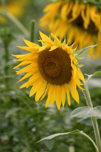 Preview wallpaper sunflower, flower, plant, yellow, macro