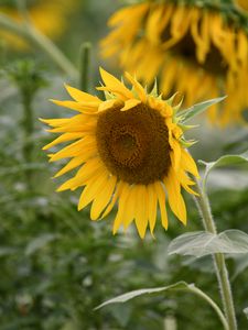 Preview wallpaper sunflower, flower, plant, yellow, macro