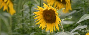 Preview wallpaper sunflower, flower, plant, yellow, macro