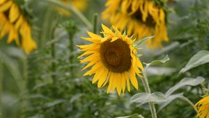 Preview wallpaper sunflower, flower, plant, yellow, macro