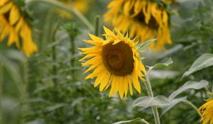 Preview wallpaper sunflower, flower, plant, yellow, macro