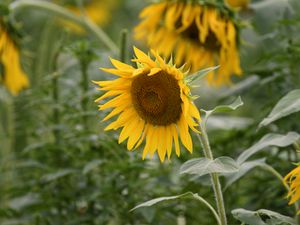 Preview wallpaper sunflower, flower, plant, yellow, macro