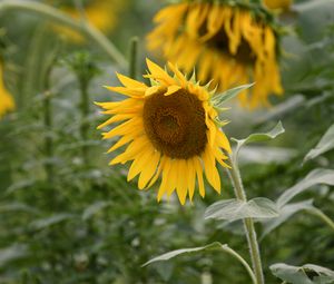 Preview wallpaper sunflower, flower, plant, yellow, macro