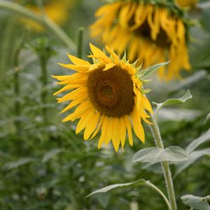 Preview wallpaper sunflower, flower, plant, yellow, macro